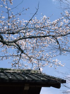 寺院と桜